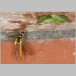 Crossocerus vagabundus - Grabwespe 01f 9mm mit Nephrotoma scurra - Schnake.jpg